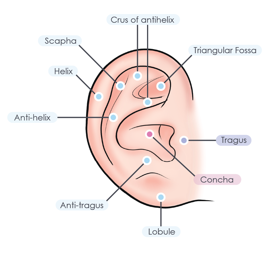 infant ear anatomy Infant ear